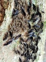 Cerastipsocus