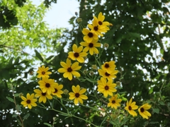 Coreopsis tripteris