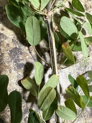 Caragana arborescens