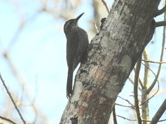 Dendrocolaptes platyrostris