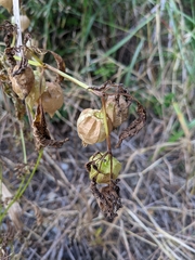 Physalis longifolia