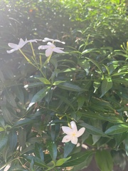 Tabernaemontana divaricata