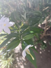 Tabernaemontana divaricata