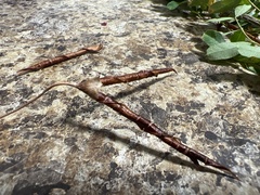 Caragana arborescens