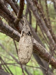 Rothschildia cinctus