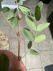 Caragana arborescens