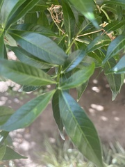 Tabernaemontana divaricata