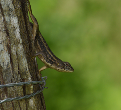 Sceloporus horridus