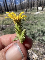 Hazardia whitneyi whitneyi