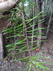 Pinus echinata