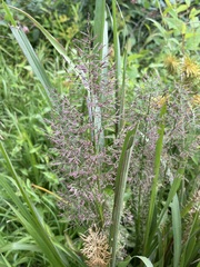 Coleataenia rigidula