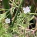 Epilobium leptophyllum - Photo 由 Daniel Pohl 所上傳的 (c) Daniel Pohl，保留部份權利CC BY-NC