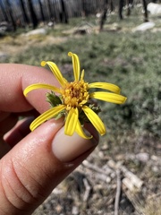 Hazardia whitneyi whitneyi