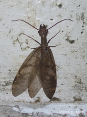 Megaloptera