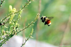 Bombus huntii