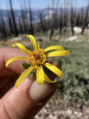 Hazardia whitneyi whitneyi