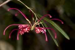 Grevillea oleoides