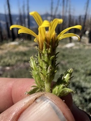 Hazardia whitneyi whitneyi