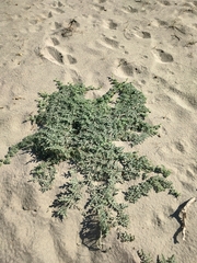 Citrullus colocynthis