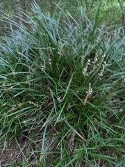 Liriope muscari