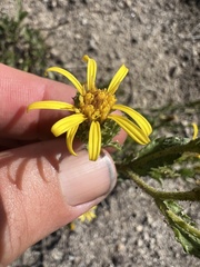 Hazardia whitneyi whitneyi