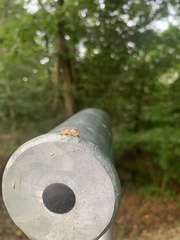 Hentzia mitrata