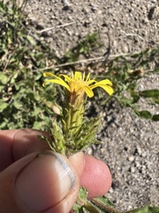 Hazardia whitneyi whitneyi