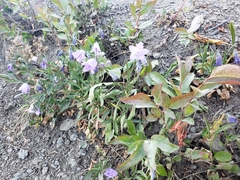 Campanula rotundifolia