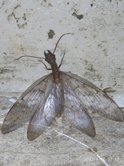 Megaloptera