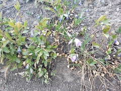 Campanula rotundifolia