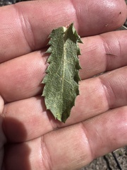 Hazardia whitneyi whitneyi