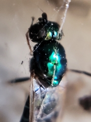 Microchrysa polita