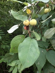Malus baccata