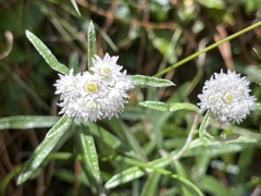 Anaphalis morrisonicola