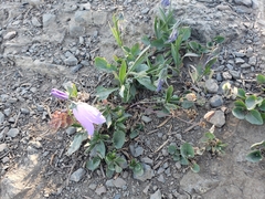 Campanula rotundifolia