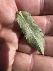 Hazardia whitneyi whitneyi