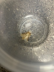 Megalopyge opercularis