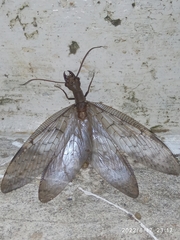 Megaloptera