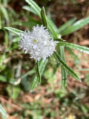 Anaphalis morrisonicola