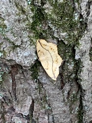 Lambdina fiscellaria