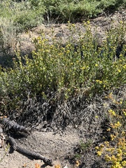 Hazardia whitneyi whitneyi