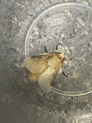 Megalopyge opercularis