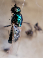 Microchrysa polita