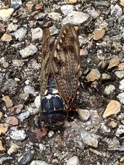 Graptopsaltria nigrofuscata