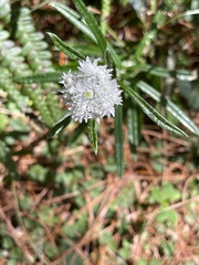 Anaphalis morrisonicola