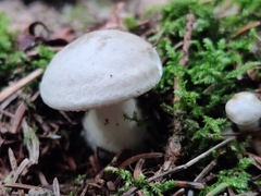 Entolomataceae