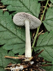 Entolomataceae