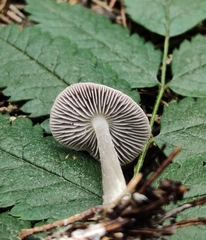 Entolomataceae