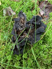Craterellus