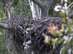 Haliaeetus leucogaster